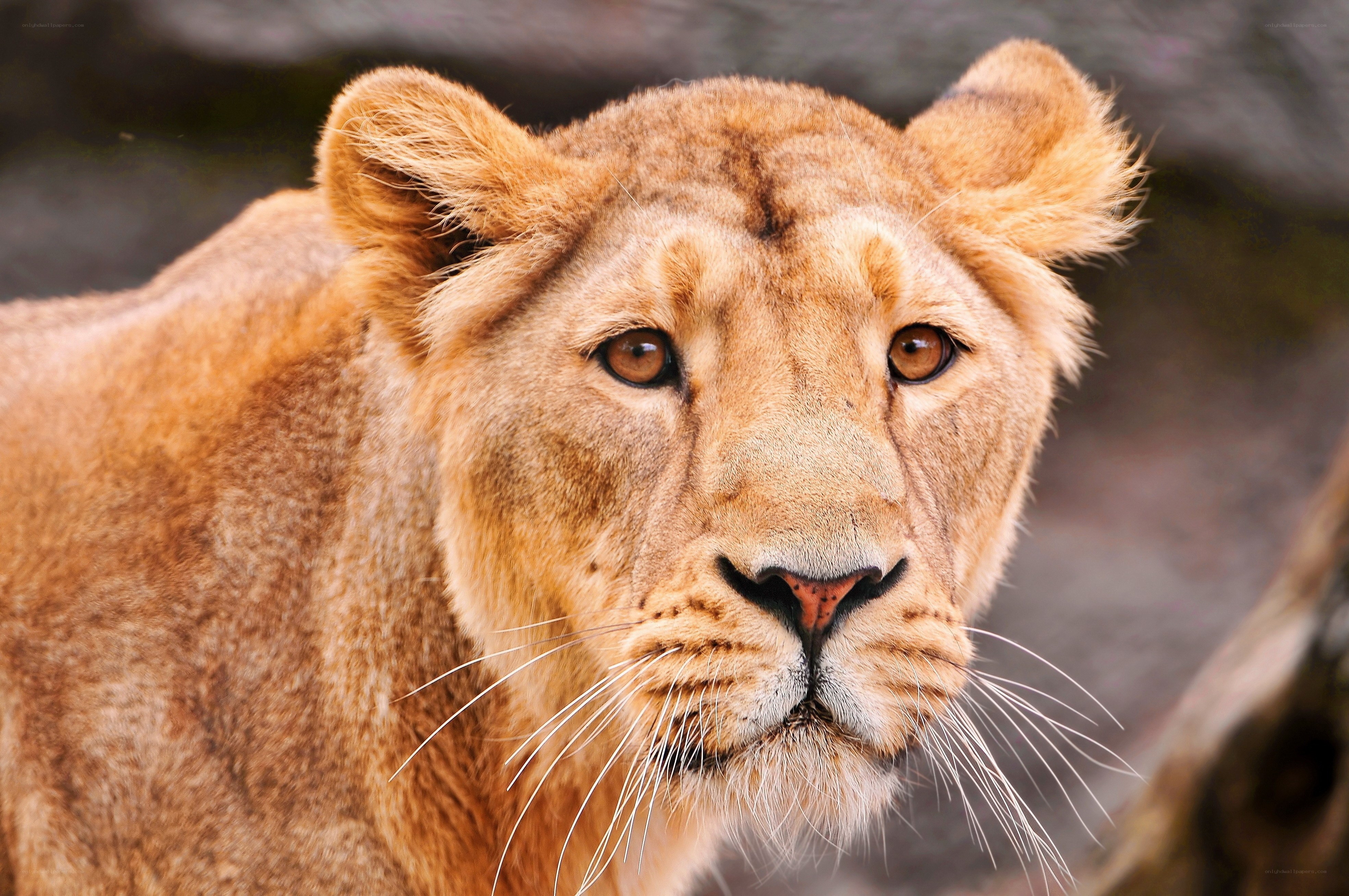 Close-up of a lioness