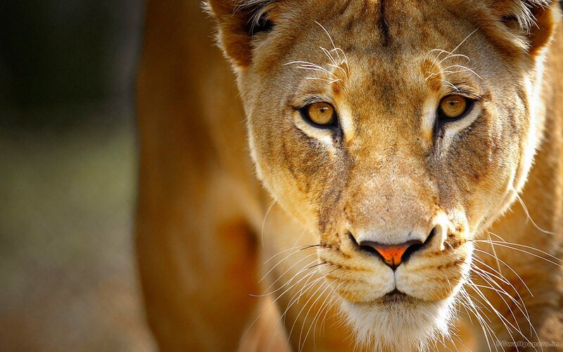 Close-up of a lioness