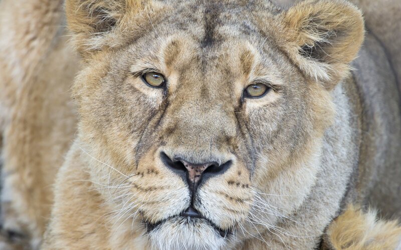 Close-up of a lioness