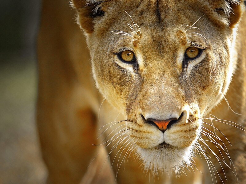 Close-up of a lioness
