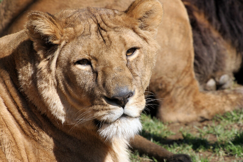 Close-up of a lioness