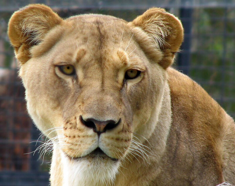 Close-up of a lioness