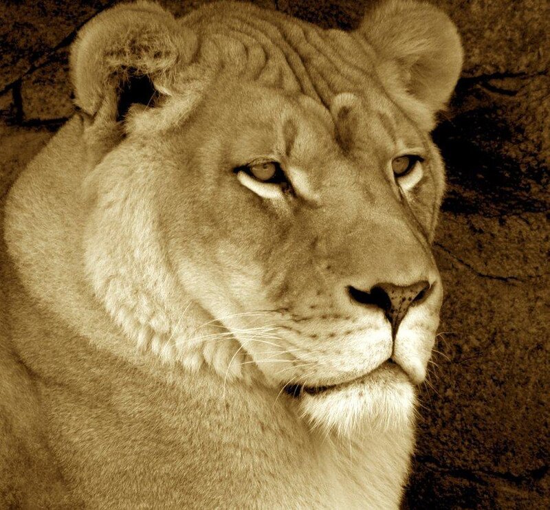 Close-up of a lioness