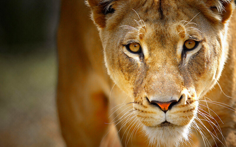 Close-up of a lioness