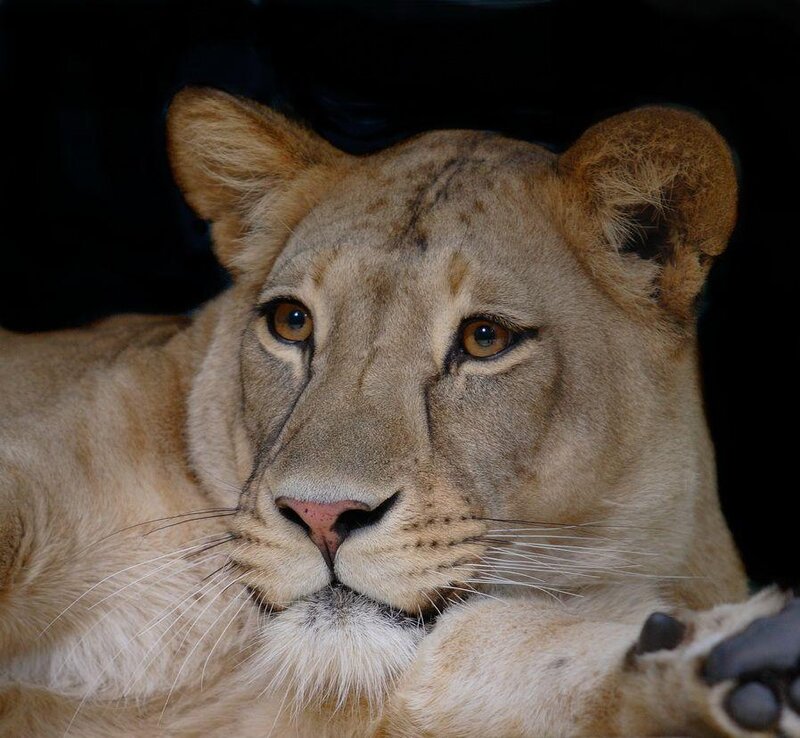 Close-up of a lioness