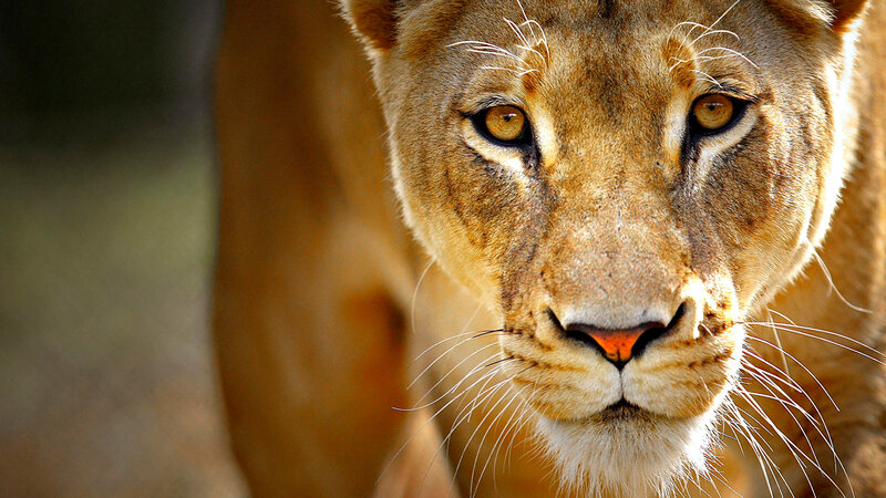 close-up of a lioness