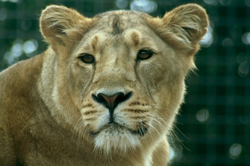 Close-up of a lioness