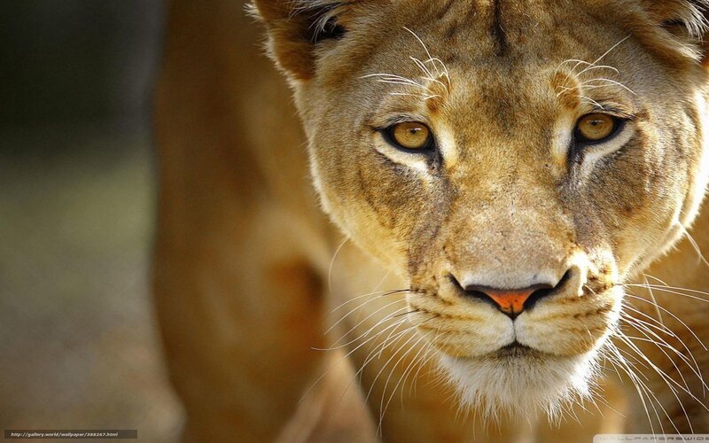 close-up of a lioness