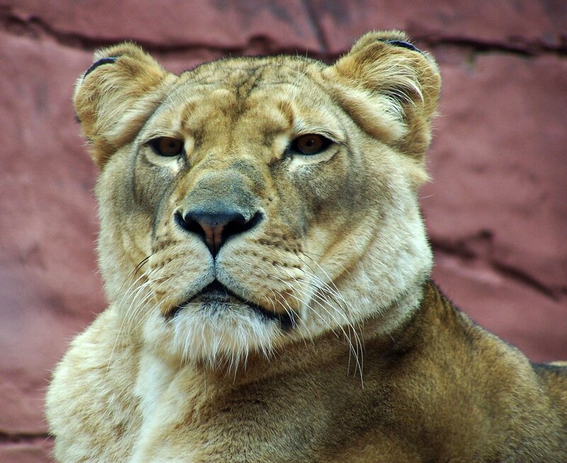 Close-up of a lioness