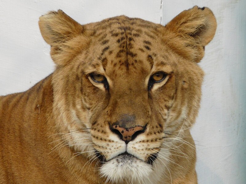 close-up of a lioness
