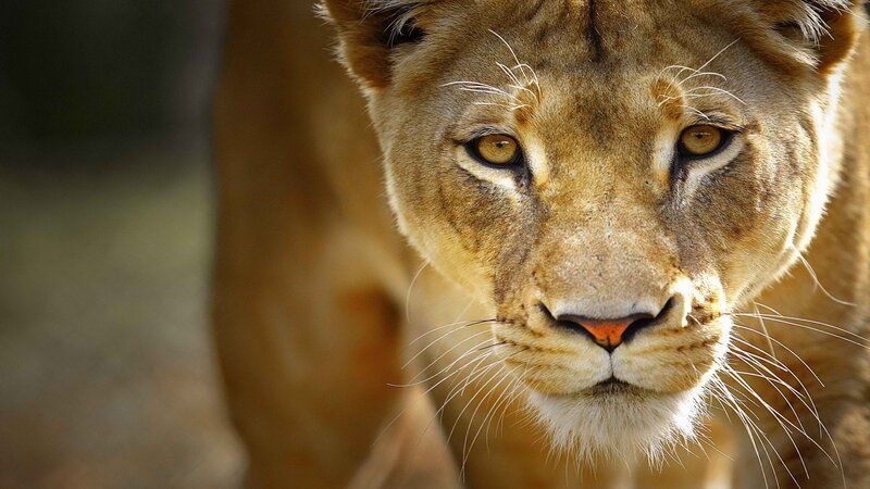 close-up of a lioness