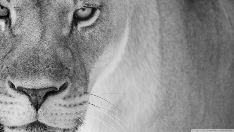 Close-up of a lioness face