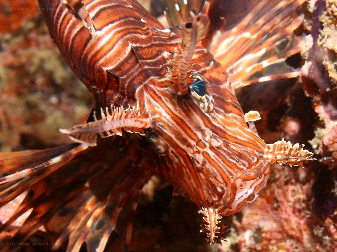 Close-up of a lionfish