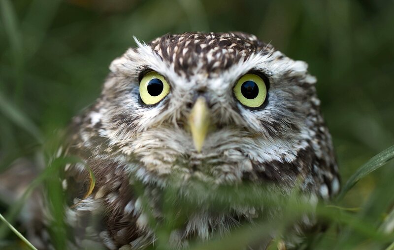 Close-up of a little owl