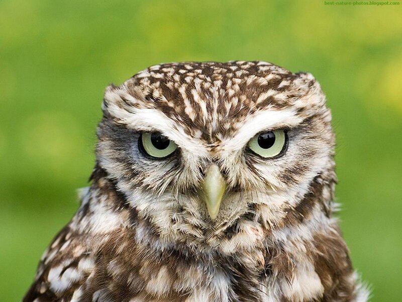Close-up of a little owl