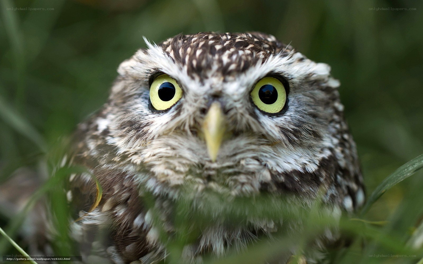 Close-up of a little owl