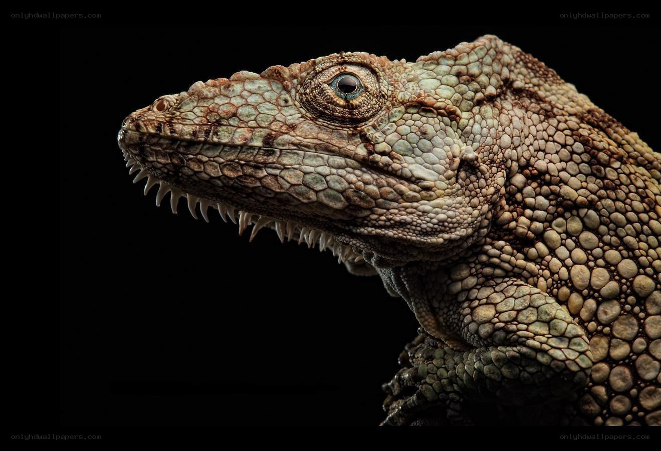 close-up of a lizard
