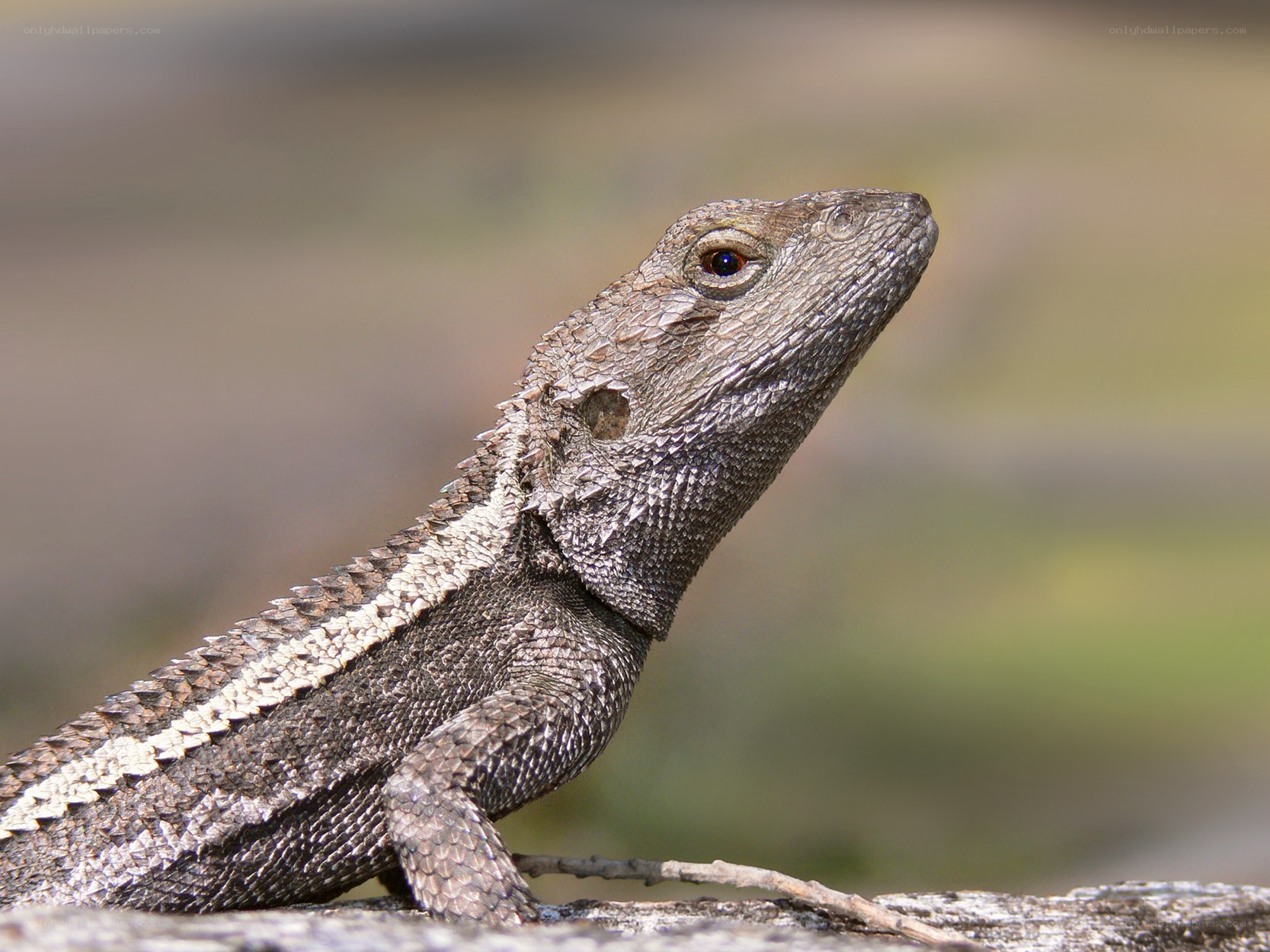 close-up of a lizard