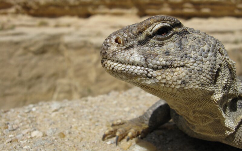 close-up of a lizard
