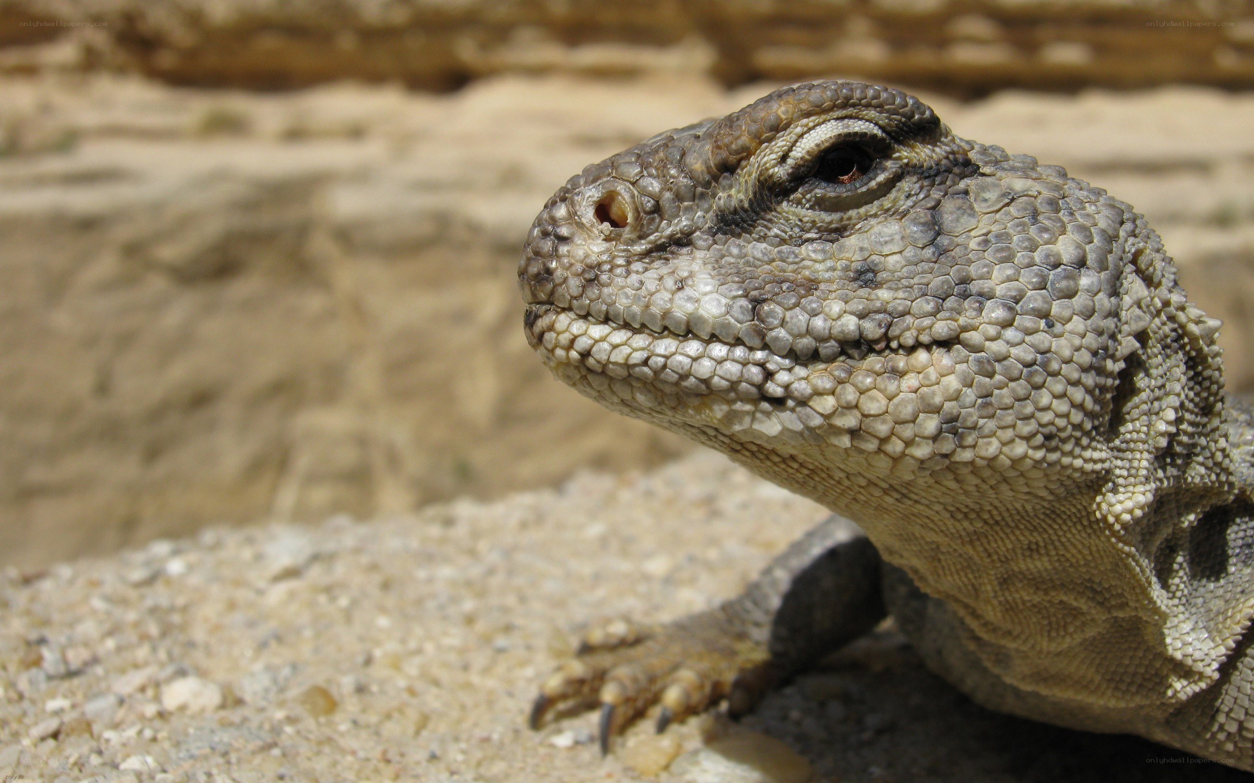 close-up of a lizard