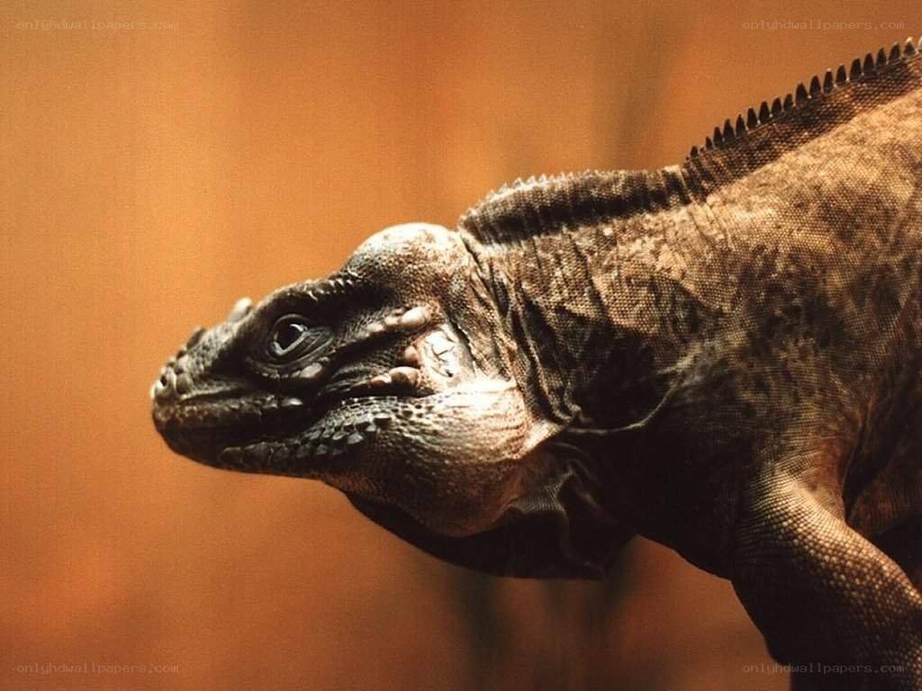 close-up of a lizard