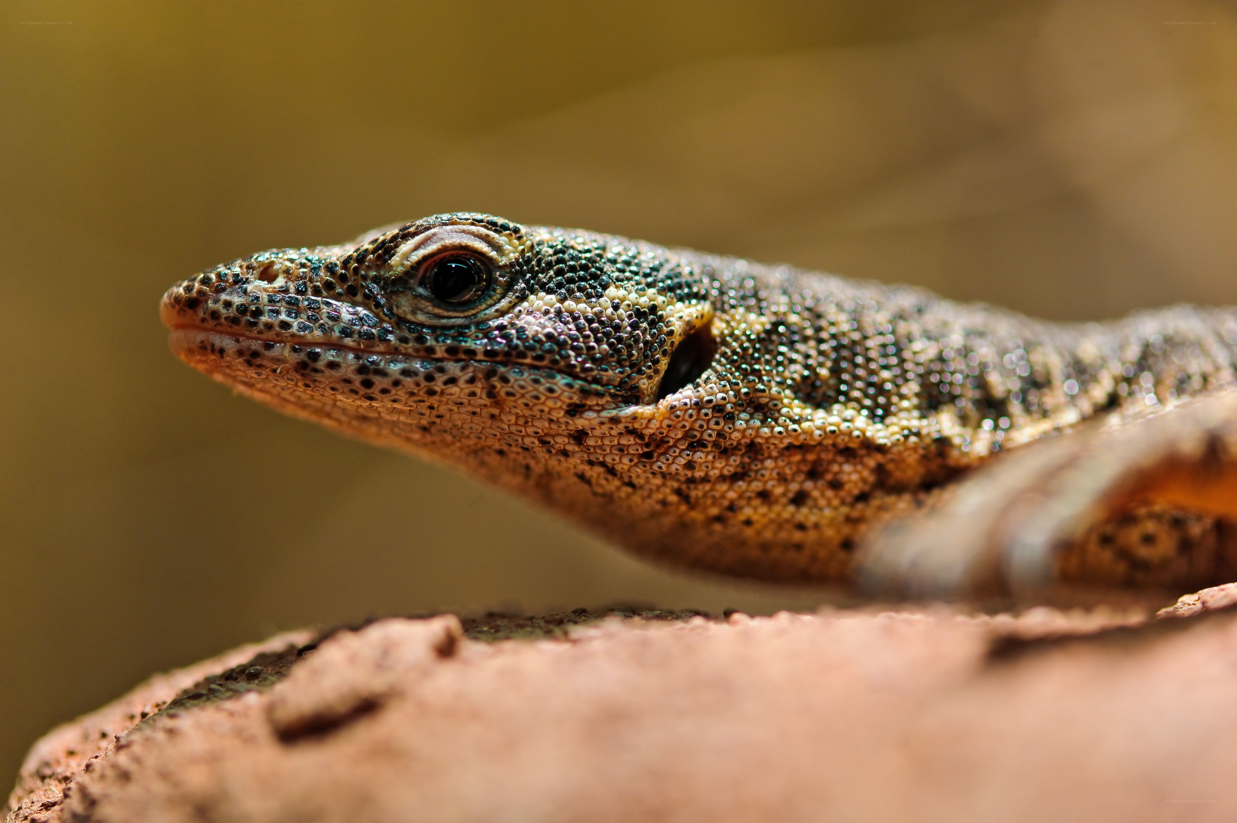 close-up of a lizard