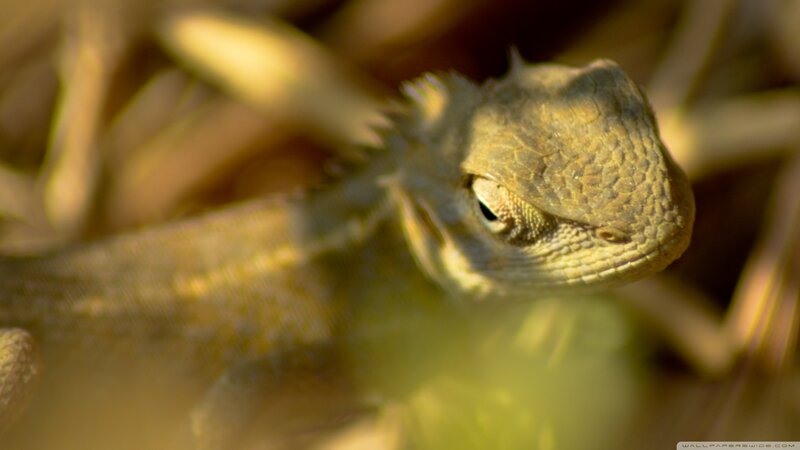 Close-up of a Lizard — Brown
