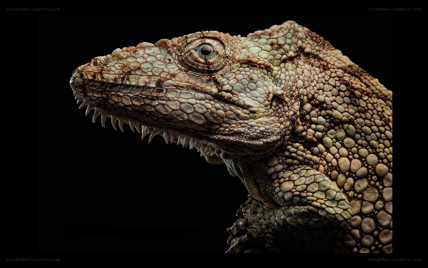 close-up of a lizard head