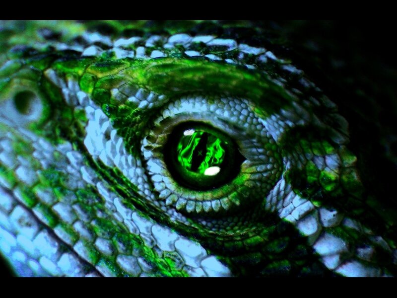 close-up of a lizard's eye