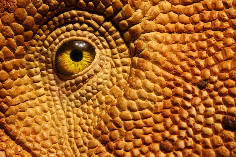 close-up of a lizard's eye