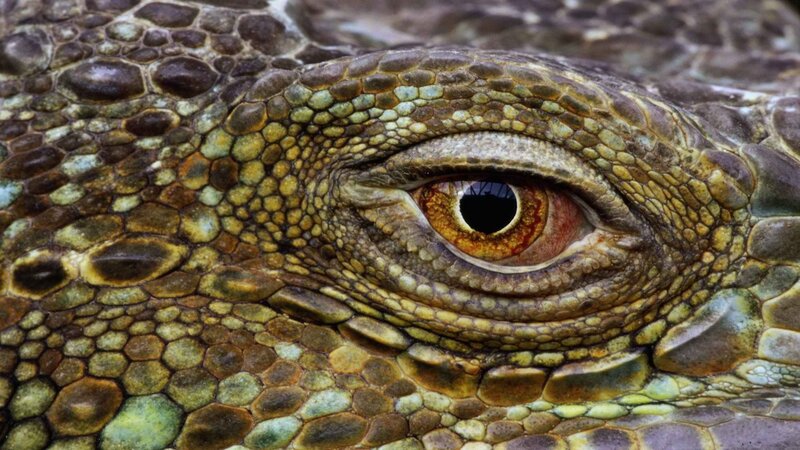 close-up of a lizard's eye