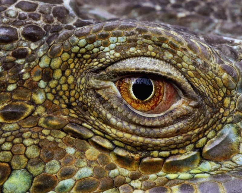 close-up of a lizard's eye