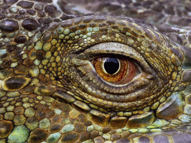 Close-up of a lizard's eye