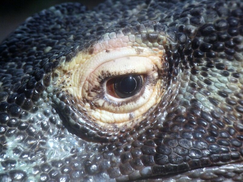 close-up of a lizard's eye