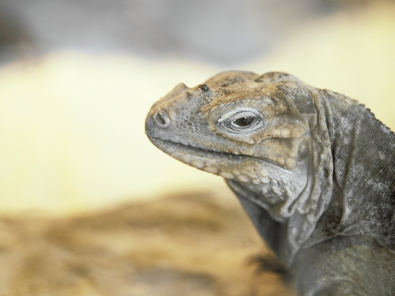 close-up of a lizard's head