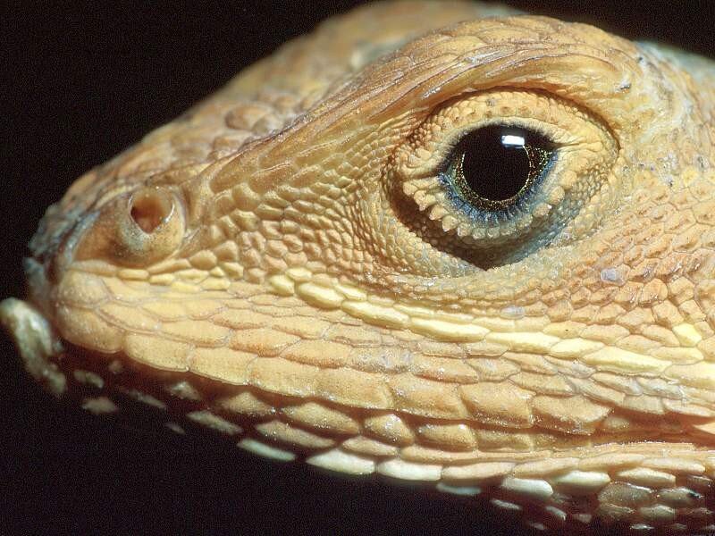 Close-up of a lizard's head