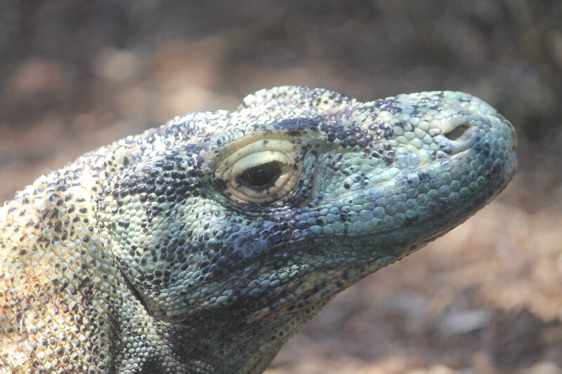 Close-up of a Lizard's Head — Green