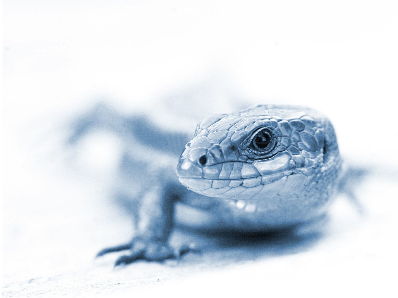 close-up of a lizard