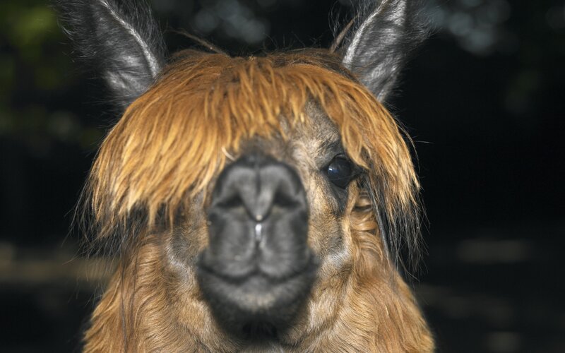 close-up of a llama's face
