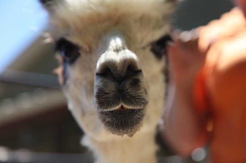 close-up of a llama's face
