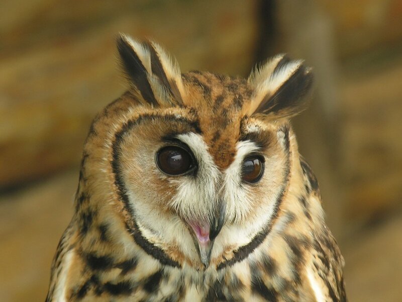 close-up of a long-eared owl