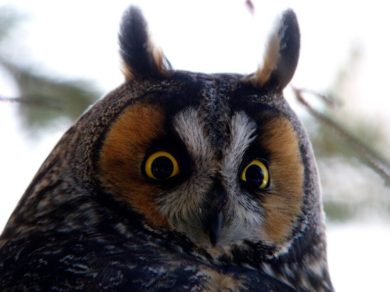 Close-up of a long-eared owl