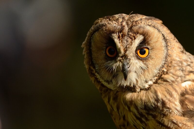 Close-up of a long-eared owl