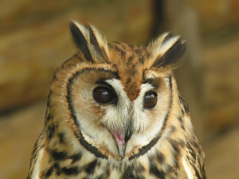 close-up of a long-eared owl