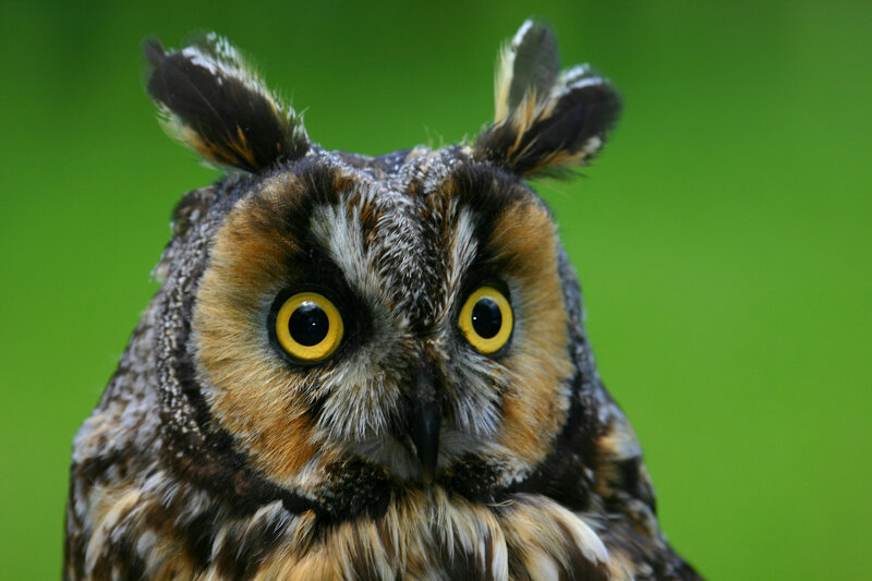 Close-up of a long-eared owl