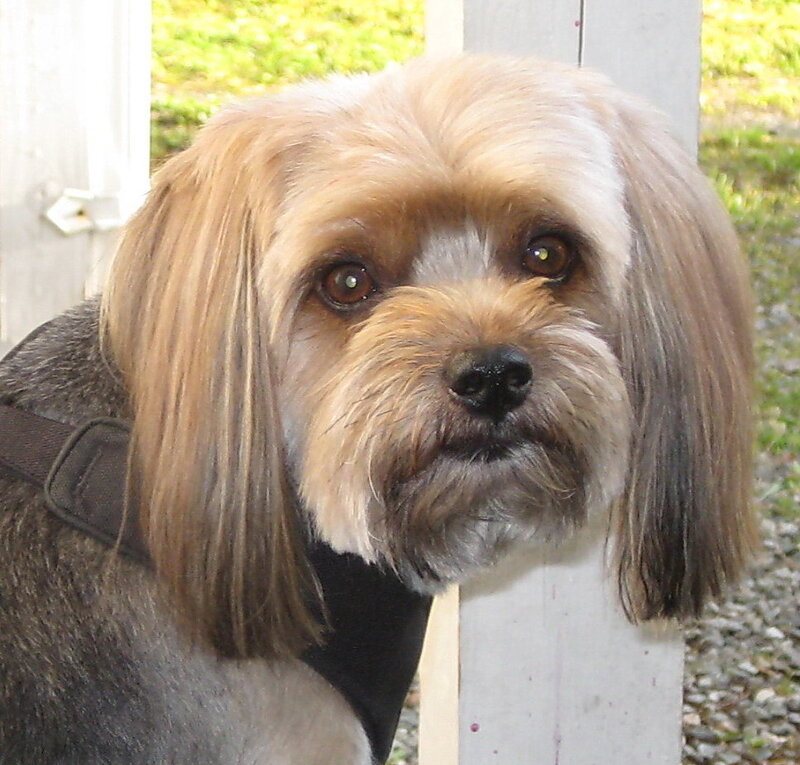 close-up of a long-haired dog