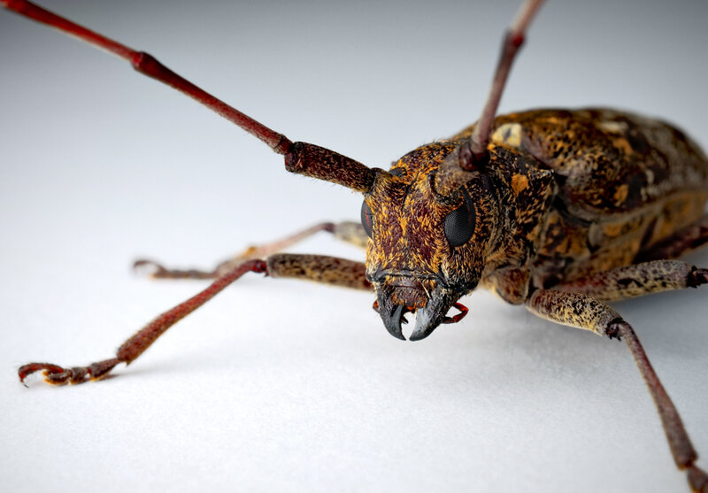 close-up of a longhorn beetle