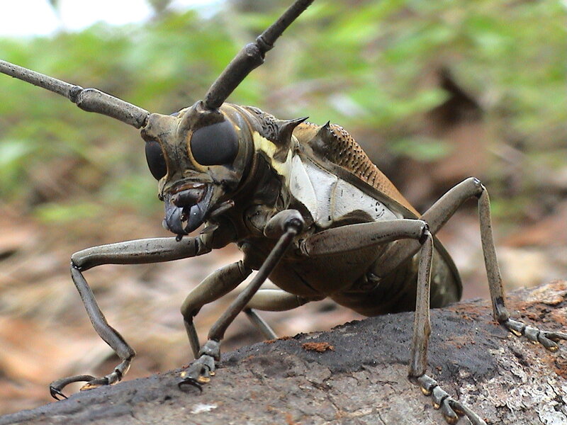 Close-up of a longhorn beetle