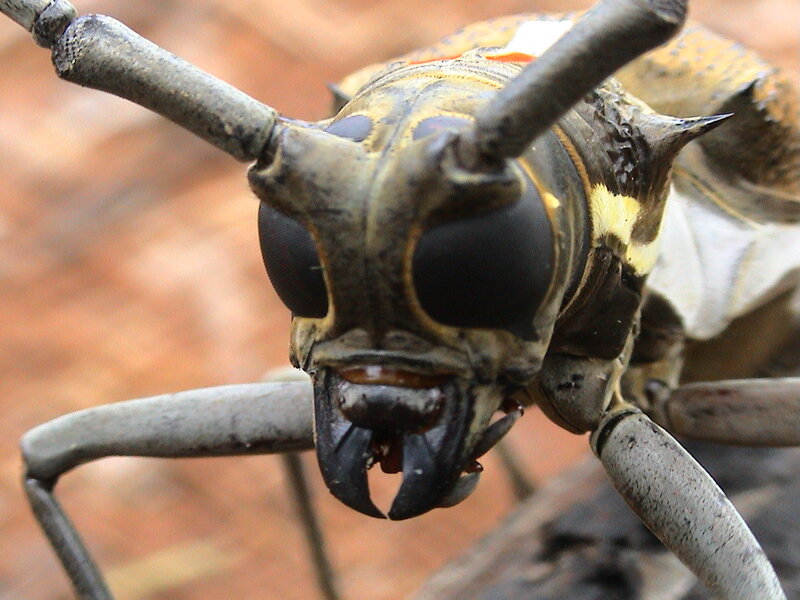 close-up of a longhorn beetle