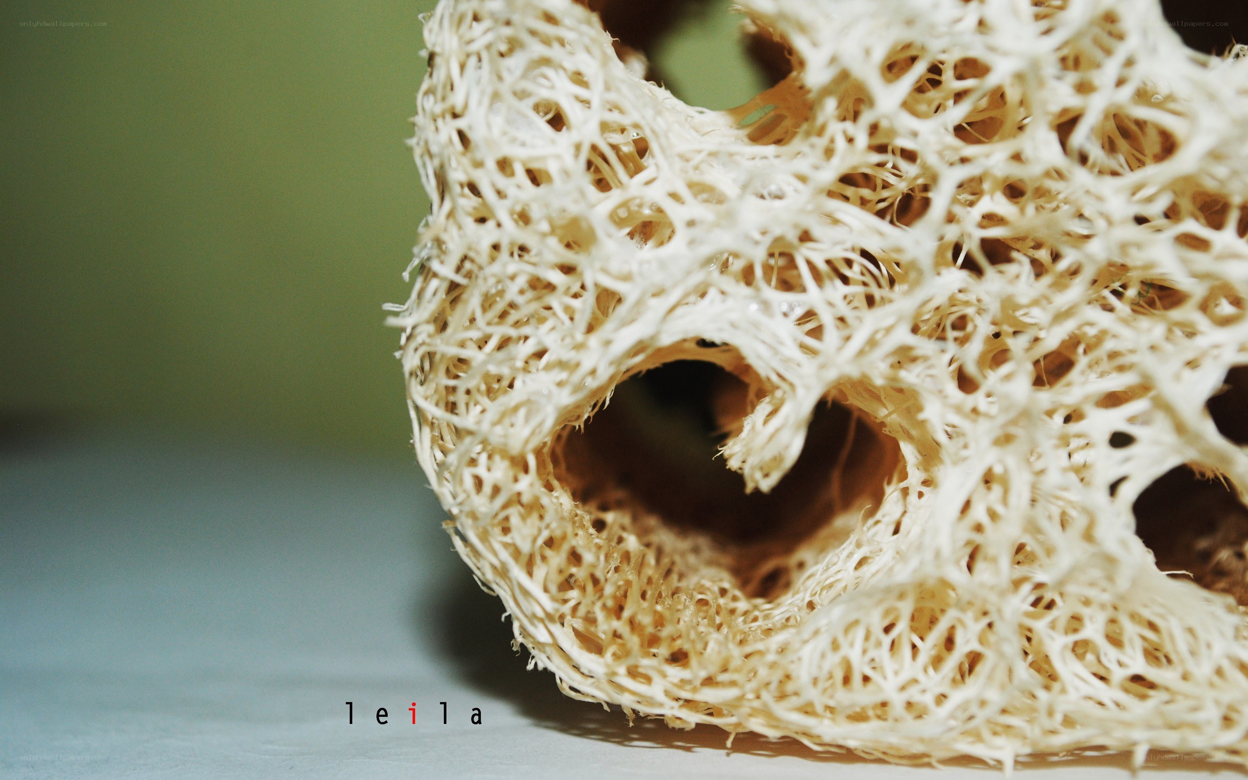 close-up of a loofah sponge